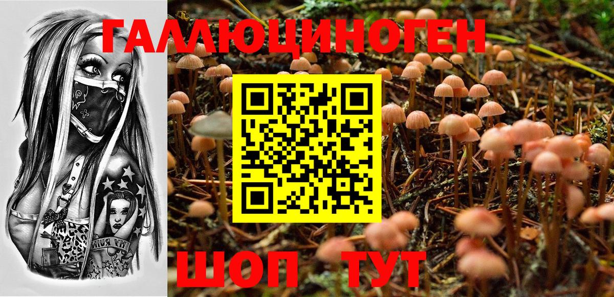 Псилоцибиновые грибы Psilocybe Ульяновск